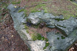 Reste des Geländers am ehemaligen Aussichtspunkt Bruchbergfelsen.