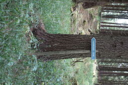 Wegweiser zum Sophienstein am Bruchbergweg der ehemaligen Vereinsstiege bei Olbernhau.