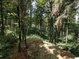 Der heutige Ausblick vom ehemaligen Aussichtspunkt Bruchbergfelsen.