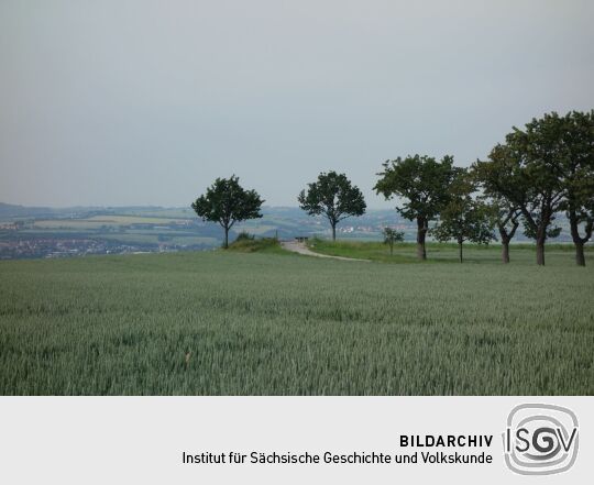 Blick zu Aussichtspunkt Sachsens Hiefel auf der Rockauer Höhe in Dresden-Rockau.
