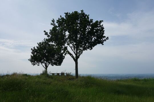 Blick zu Aussichtspunkt Sachsens Hiefel auf der Rockauer Höhe in Dresden-Rockau.