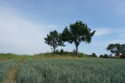 Bild: Blick zu Aussichtspunkt Sachsens Hiefel auf der Rockauer Höhe in Dresden-Rockau.