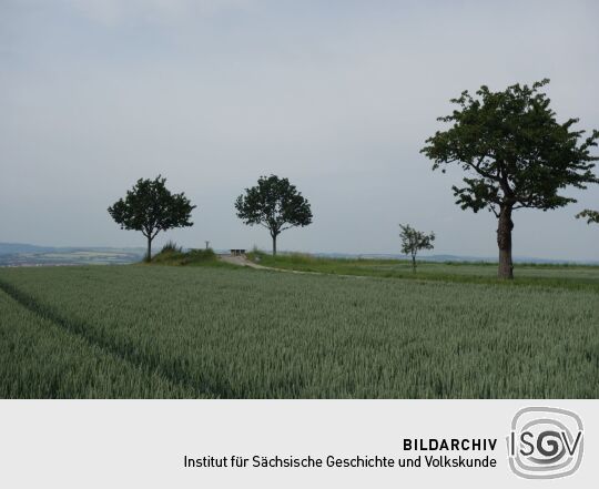 Blick zu Aussichtspunkt Sachsens Hiefel auf der Rockauer Höhe in Dresden-Rockau.