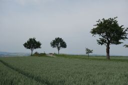 Bild: Blick zu Aussichtspunkt Sachsens Hiefel auf der Rockauer Höhe in Dresden-Rockau.