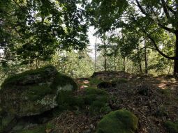 Die Höhe auf der Vorderen Platte bei Krebes bietet in Richtung Osten keine Aussicht.
