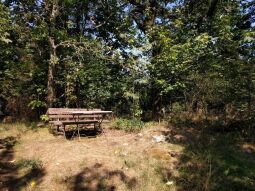 Bild: Die Höhe auf der Vorderen Platte bei Krebes bietet in Richtung Osten keine Aussicht.