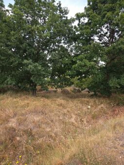 Auf dem Brodauer Zinken, einer neu entstandenen Halbinsel im Werbeliner See.