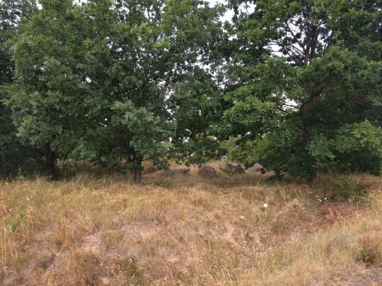 Auf dem Brodauer Zinken, einer neu entstandenen Halbinsel im Werbeliner See.