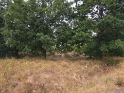 Auf dem Brodauer Zinken, einer neu entstandenen Halbinsel im Werbeliner See.