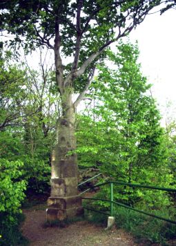 Bild: Der Wilischgipfel mit der Vermessungssäule bei Glashütte-Hermsdorf.