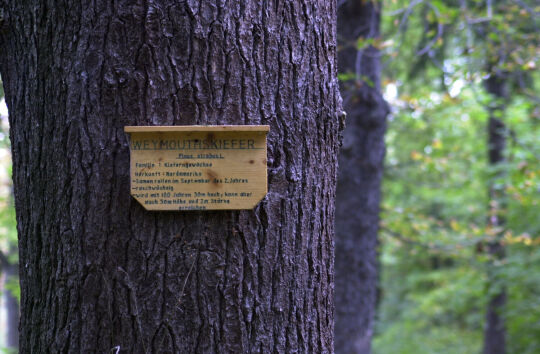 Infotafel an einem Baum im Park der Gaststätte Schöne Aussicht in Reichenbach.
