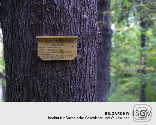 Infotafel an einem Baum im Park der Gaststätte Schöne Aussicht in Reichenbach.