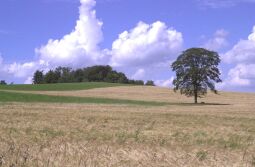 Blick zur Morgensternhöhe bei Ansprung.