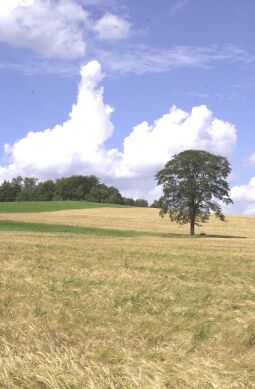 Blick zur Morgensternhöhe bei Ansprung.