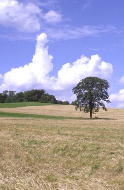 Bild: Blick zur Morgensternhöhe bei Ansprung.