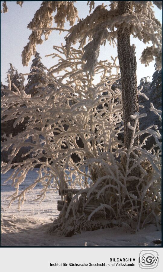 Vereister Baum auf dem Kahleberg