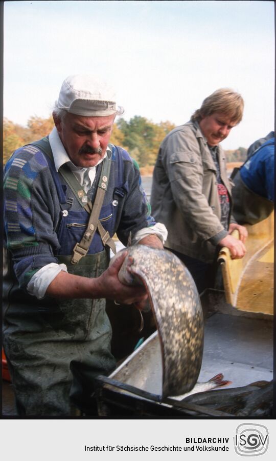 Mann mit Hecht in Deutschbaselitz, wohl beim Abfischen eines Teichs