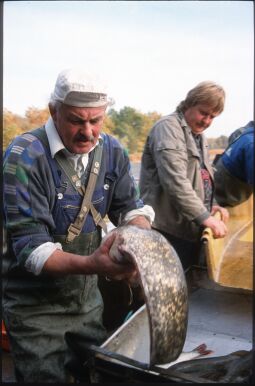 Bild: Mann mit Hecht in Deutschbaselitz, wohl beim Abfischen eines Teichs