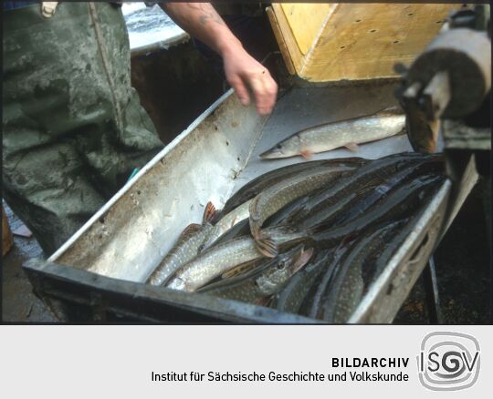 Hechte in Deutschbasselitz, wohl beim Abfischen eines Teichs