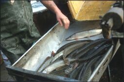 Bild: Hechte in Deutschbasselitz, wohl beim Abfischen eines Teichs