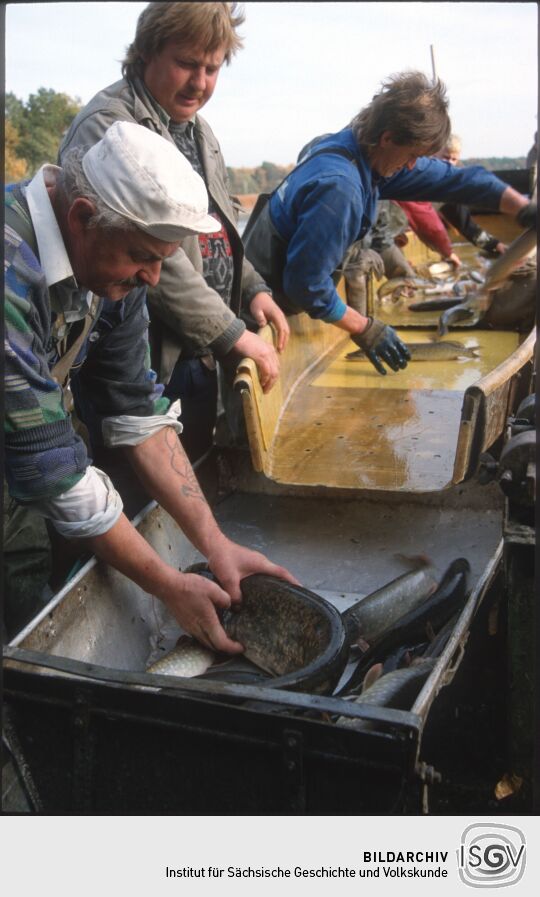 Mann mit Hecht in Deutschbaselitz, wohl beim Abfischen eines Teichs