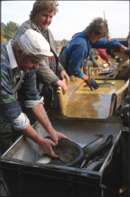 Bild: Mann mit Hecht in Deutschbaselitz, wohl beim Abfischen eines Teichs