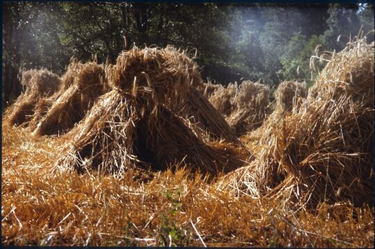 Getreidebündel auf einem Feld in Glashütte 1981