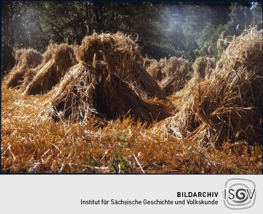 Getreidebündel auf einem Feld in Glashütte 1981