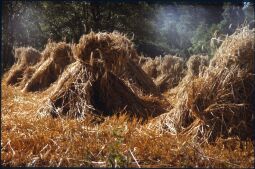 Bild: Getreidebündel auf einem Feld in Glashütte 1981