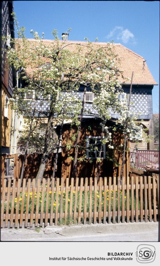 blühender Obstbaum