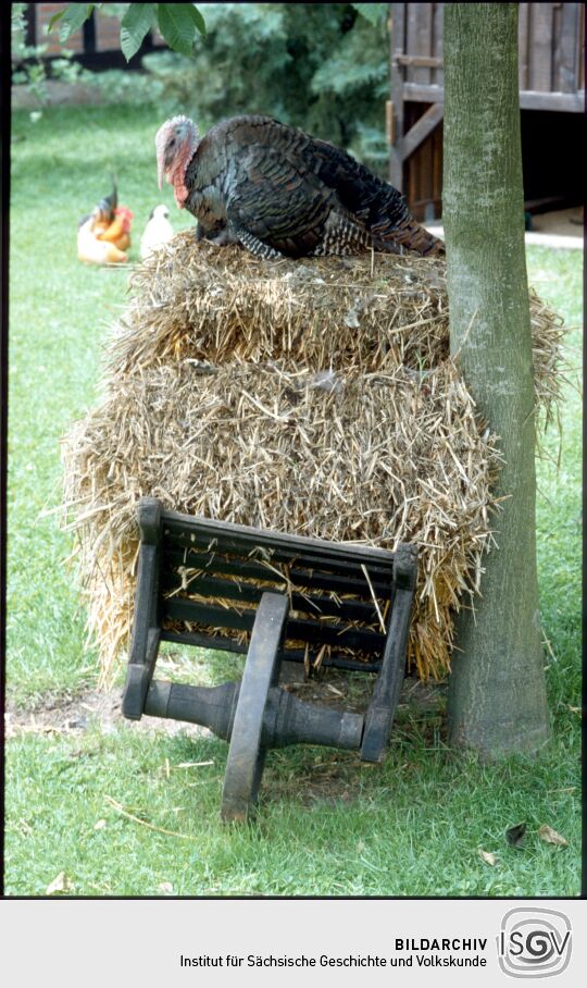 Ansicht eines Gartens in Holzhau