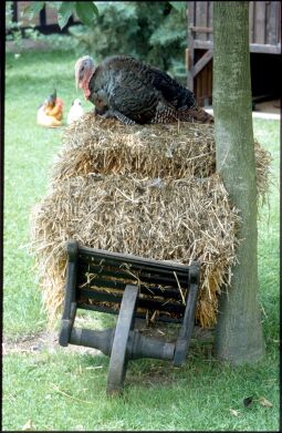 Bild: Ansicht eines Gartens in Holzhau