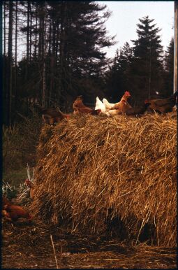 Bild: Ortsansicht in Holzhau