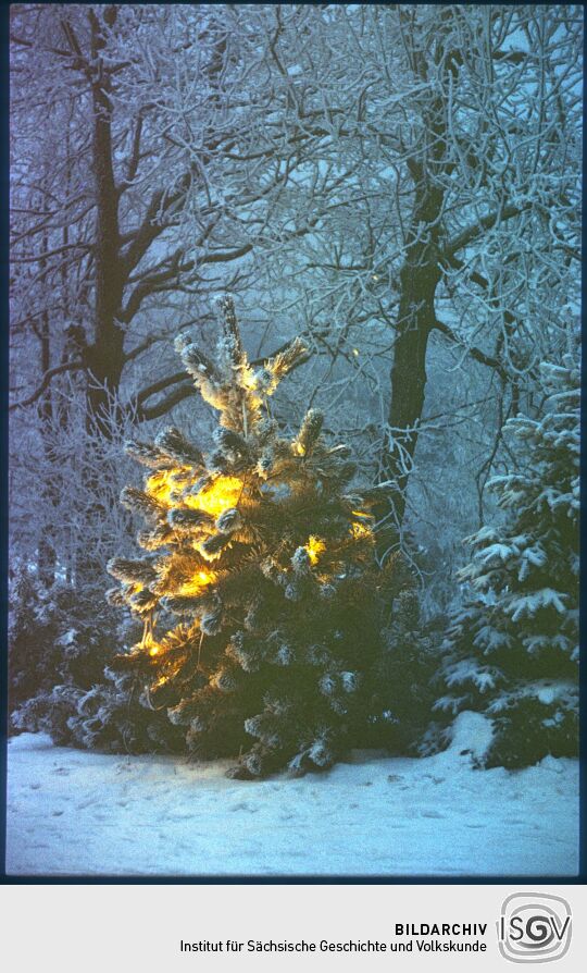 Verschneiter Weihnachtsbaum in Schellerhau