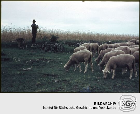 Ortsansicht in Torgau