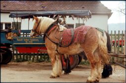 Bild: Ortsansicht in Langebrück