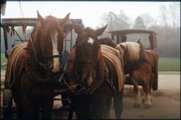 Bild: Ortsansicht in Langebrück
