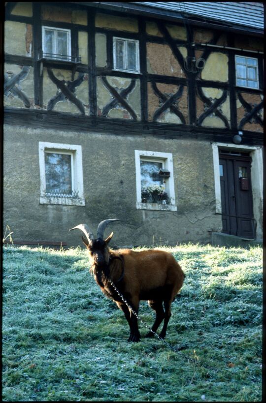 bereifter Garten mit Ziege