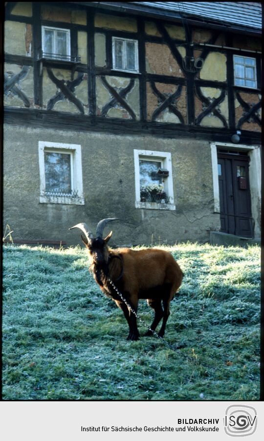 bereifter Garten mit Ziege