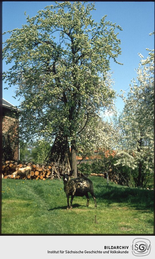 Schaf auf einer Wiese in Leppersdorf 1987