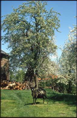Bild: Schaf auf einer Wiese in Leppersdorf 1987