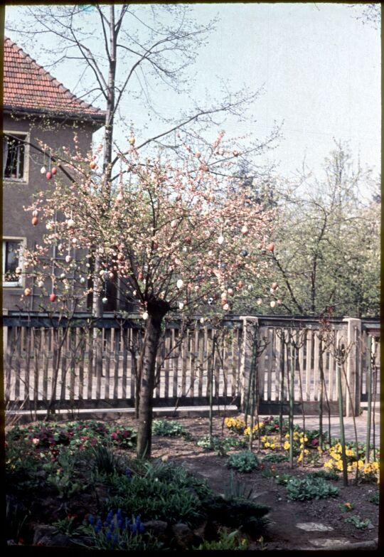 Baum, geschmückt mit Ostereiern in Dresden-Kleinschachwitz, Ostern 1957.