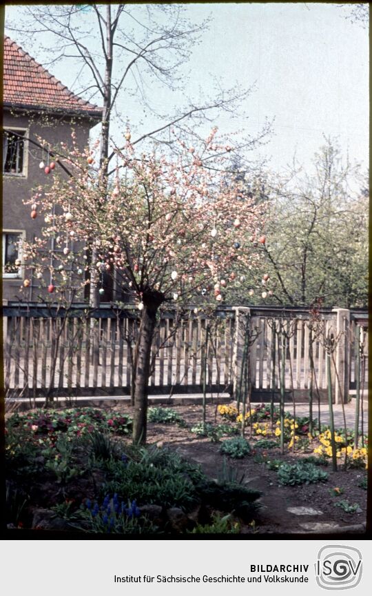 Baum, geschmückt mit Ostereiern in Dresden-Kleinschachwitz, Ostern 1957.