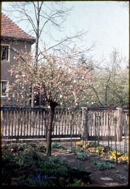 Bild: Baum, geschmückt mit Ostereiern in Dresden-Kleinschachwitz, Ostern 1957.
