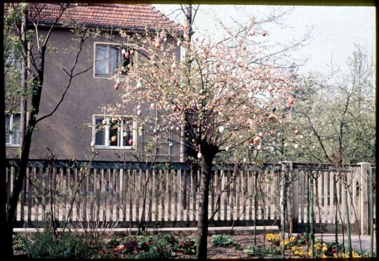 Baum, geschmückt mit Ostereiern in Dresden -Kleinzschachwitz, Ostern 1957.