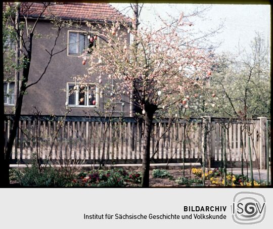 Baum, geschmückt mit Ostereiern in Dresden -Kleinzschachwitz, Ostern 1957.