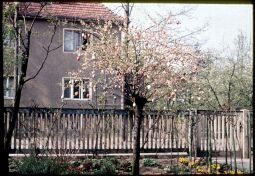 Bild: Baum, geschmückt mit Ostereiern in Dresden -Kleinzschachwitz, Ostern 1957.