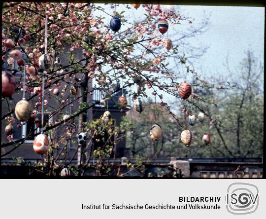 Baum, geschmückt mit Ostereiern in Dresden-Kleinzschachwitz , Ostern 1957.