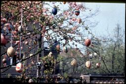 Bild: Baum, geschmückt mit Ostereiern in Dresden-Kleinzschachwitz , Ostern 1957.