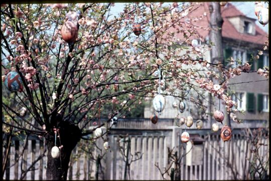 Baum, geschmückt mit Ostereiern in Dresden-Kleinzschachwitz , Ostern 1957.